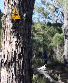 Mount Dale Walk Trail - Accommodation Gladstone 1