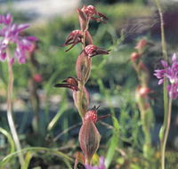 Carnamah-Eneabba Wildflower Drive - Accommodation Gladstone