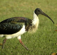 Toowoomba Water Bird Habitat - Accommodation Gladstone
