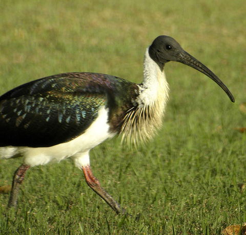 Toowoomba Water Bird Habitat - Accommodation Gladstone 0