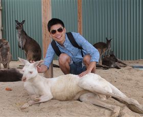 Maru Koala And Animal Park - Accommodation Gladstone 2