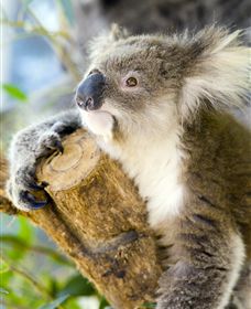 Maru Koala And Animal Park - Accommodation Gladstone 1