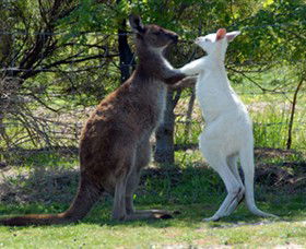 Maru Koala And Animal Park - Accommodation Gladstone 5
