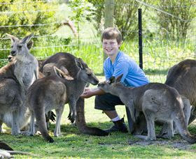Maru Koala And Animal Park - Accommodation Gladstone 4