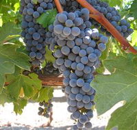 Joshuas Fault Wine - Accommodation Gladstone