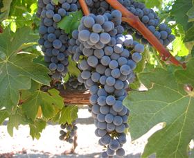 Joshuas Fault Wine - Accommodation Gladstone 0