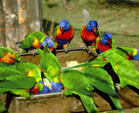 Canberra Walk In Aviary - Accommodation Gladstone 1