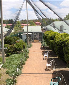 Canberra Walk In Aviary - Accommodation Gladstone 3
