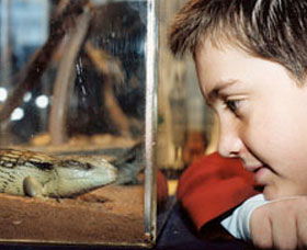 Canberra Reptile Zoo - Accommodation Gladstone 0