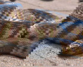 Canberra Reptile Zoo - Accommodation Gladstone 1