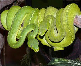 Canberra Reptile Zoo - Accommodation Gladstone 2