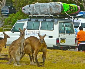 Surfaris Surf Camp - Accommodation Gladstone 3