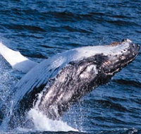 Sydney Eco Whale Watching - Accommodation Gladstone