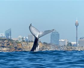 Oz Whale Watching - Accommodation Gladstone 0