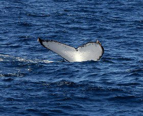 Oz Whale Watching - Accommodation Gladstone 2