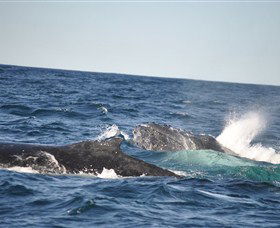 Oz Whale Watching - Accommodation Gladstone 3