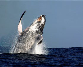 Oz Whale Watching - Accommodation Gladstone 1