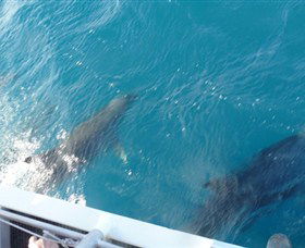 Oz Whale Watching - Accommodation Gladstone 4