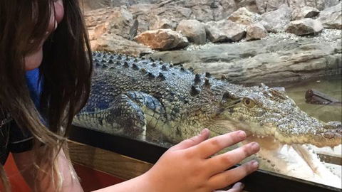 Canberra Reptile Zoo - Accommodation Gladstone 3
