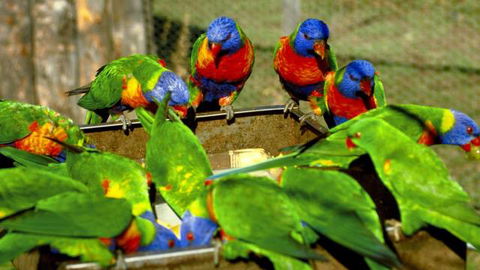 Canberra Walk In Aviary - Accommodation Gladstone 4