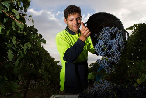 Clonakilla Wines - Accommodation Gladstone 3