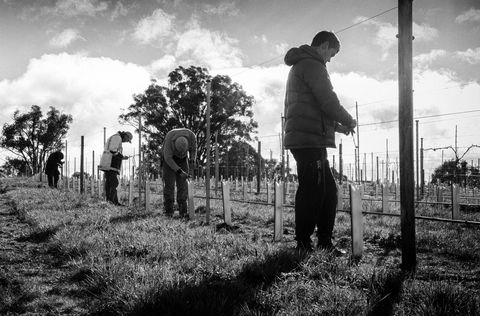 Clonakilla Wines - Accommodation Gladstone 4