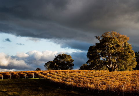 Clonakilla Wines - Accommodation Gladstone 8