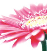 Burwood Plaza - Accommodation Gladstone 0