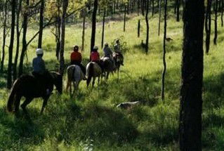 Hunter Valley Horse Riding And Adventures - Accommodation Gladstone 0