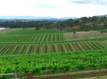 Hunter Vineyard Tours - Accommodation Gladstone 2