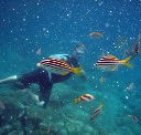 Imagine Cruises - Accommodation Gladstone