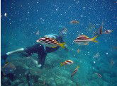 Imagine Cruises - Accommodation Gladstone 0