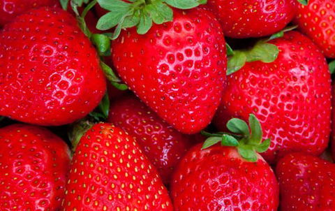 Newcastle City Farmers Markets - Accommodation Gladstone 2