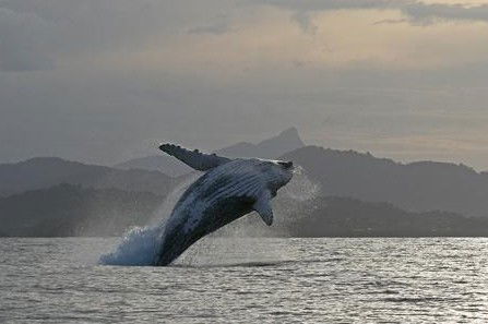 Byron Bay Whale Watching - Accommodation Gladstone 1
