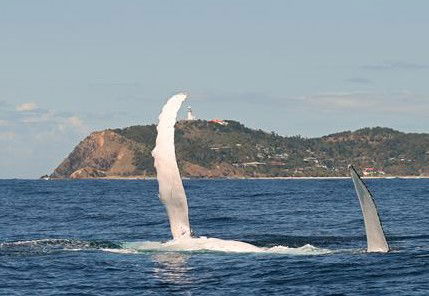 Byron Bay Whale Watching - Accommodation Gladstone 3