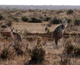 Silver City Tours - Accommodation Gladstone 1