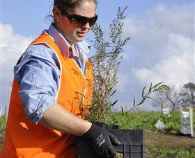 Conservation Volunteers Australia - Sydney - Accommodation Gladstone 3