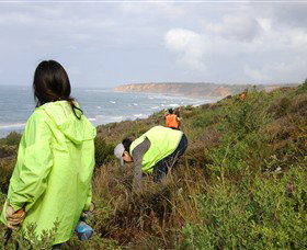 Conservation Volunteers Australia - Sydney - Accommodation Gladstone 5