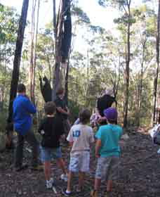 Boronia Tours - Accommodation Gladstone 1