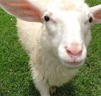 Golden Ridge Animal Farm - Accommodation Gladstone