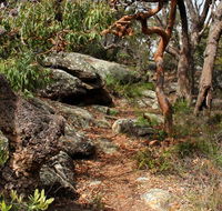 Box Head track - Accommodation Gladstone