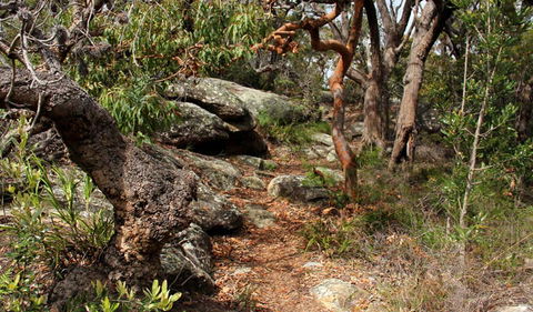 Box Head Track - Accommodation Gladstone 0