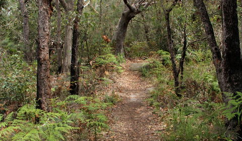 Box Head Track - Accommodation Gladstone 1