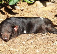 Symbio Wildlife Park - Accommodation Gladstone