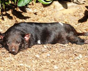 Symbio Wildlife Park - Accommodation Gladstone 0