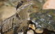 Symbio Wildlife Park - thumb 3