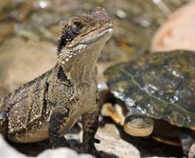 Symbio Wildlife Park - Accommodation Gladstone 3