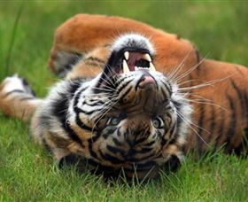Symbio Wildlife Park - Accommodation Gladstone 6