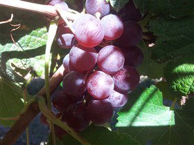 Top Note Vineyard - Accommodation Gladstone 1