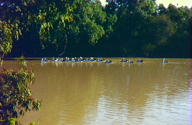 Warrego River Walk - Accommodation Gladstone 3